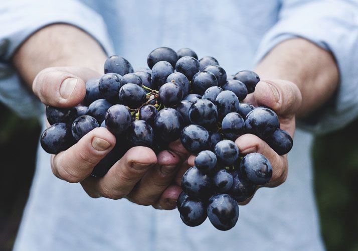person holding purple grapes